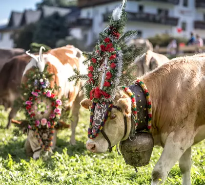Kuh mit Kopfschmuck bei Almabtrieb