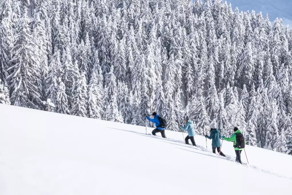 Schneeschuhwanderung vor beschneitem Wald
